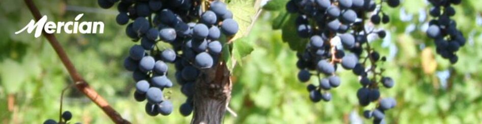 メルシャン株式会社